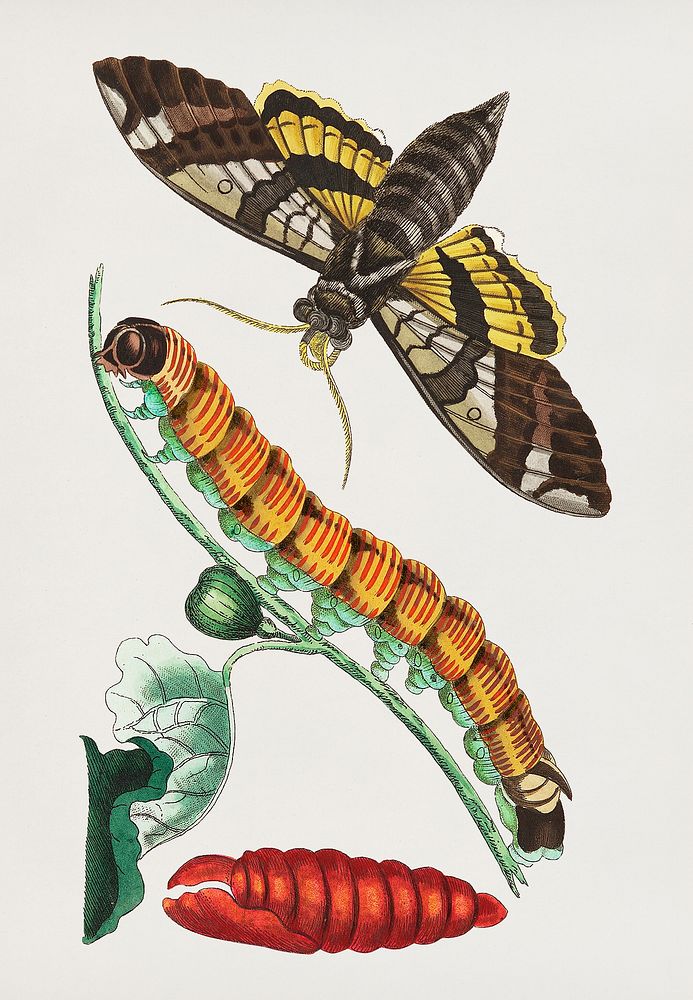 Fig Sphinx illustration from The Naturalist's Miscellany (1789-1813) by George Shaw (1751-1813)