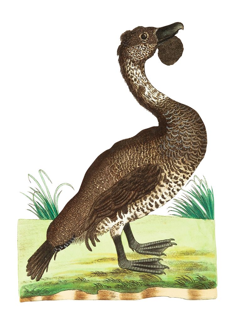 Lobated duck illustration from The Naturalist's Miscellany (1789-1813) by George Shaw (1751-1813)