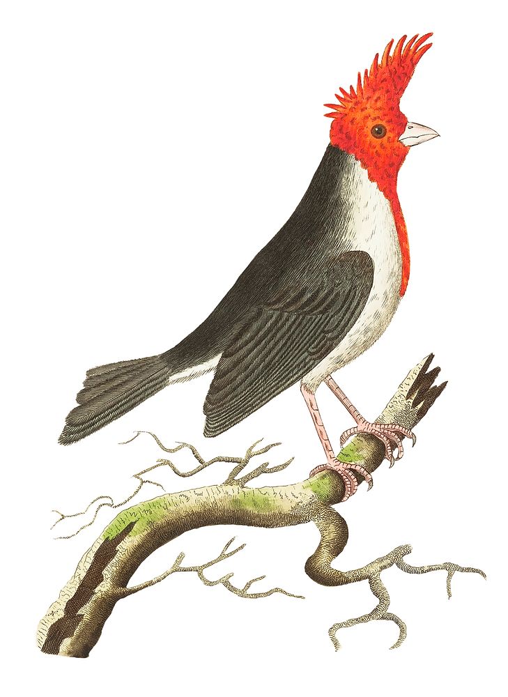 Crested dominican cardinal or Crested cardinal illustration from The Naturalist's Miscellany (1789-1813) by George Shaw…