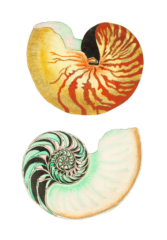 Great nautilus or Whitish nautilus illustration from The Naturalist's Miscellany (1789-1813) by George Shaw (1751-1813)