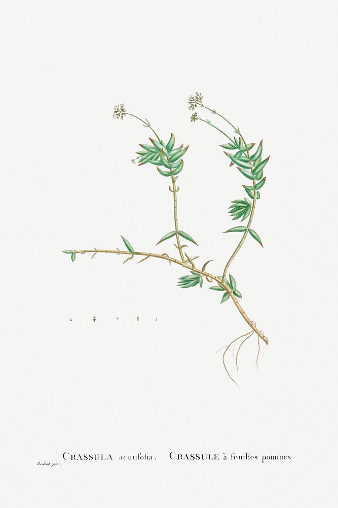 Hand drawn Crassula Acutifolia illustration