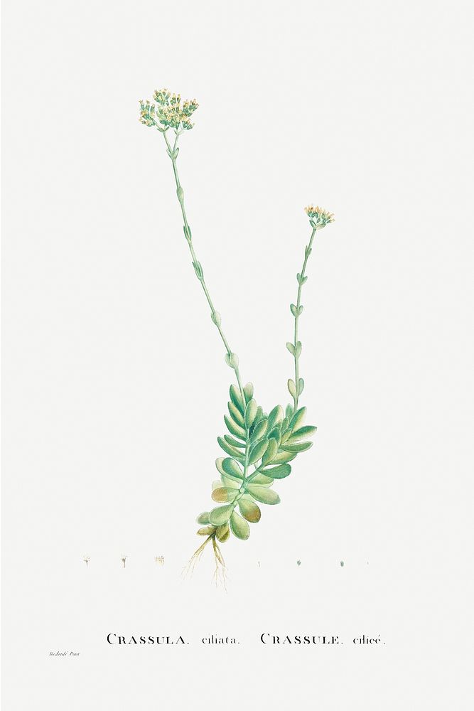 Crassula Cilliata (Pigmyweeds) from Histoire des Plantes Grasses (1799) by Pierre-Joseph Redout&eacute;. Original from…