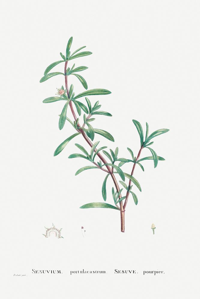 Sesuvium Portulacastrum (Sea Purslane) from Histoire des Plantes Grasses (1799) by Pierre-Joseph Redout&eacute;. Original…