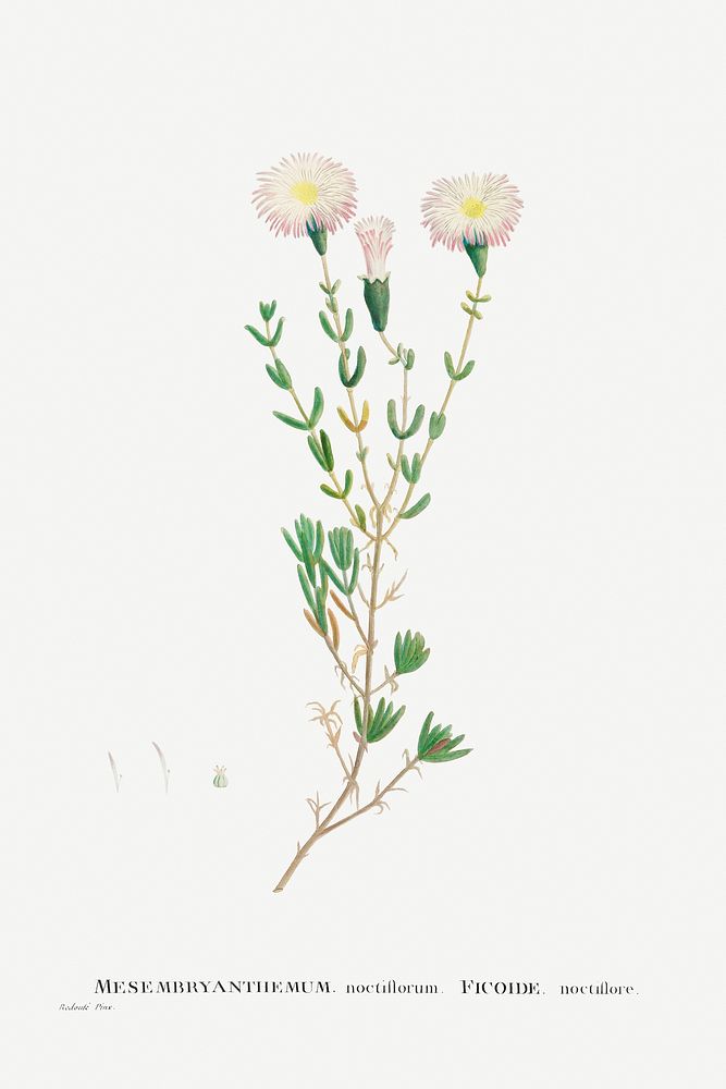 Mesembryanthemum Nodiflorum (Slenderleaf Iceplant) from Histoire des Plantes Grasses (1799) by Pierre-Joseph Redouté.…