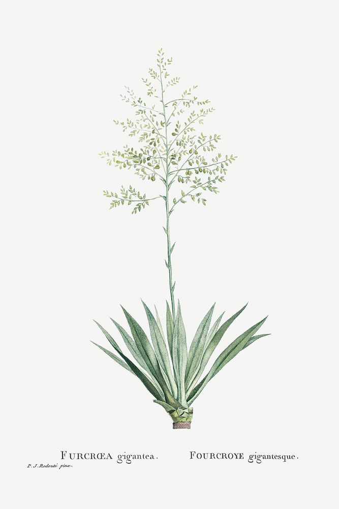 Furcraea Gigantea (Mauritius Hemp) from Histoire des Plantes Grasses (1799) by Pierre-Joseph Redout&eacute;. Original from…
