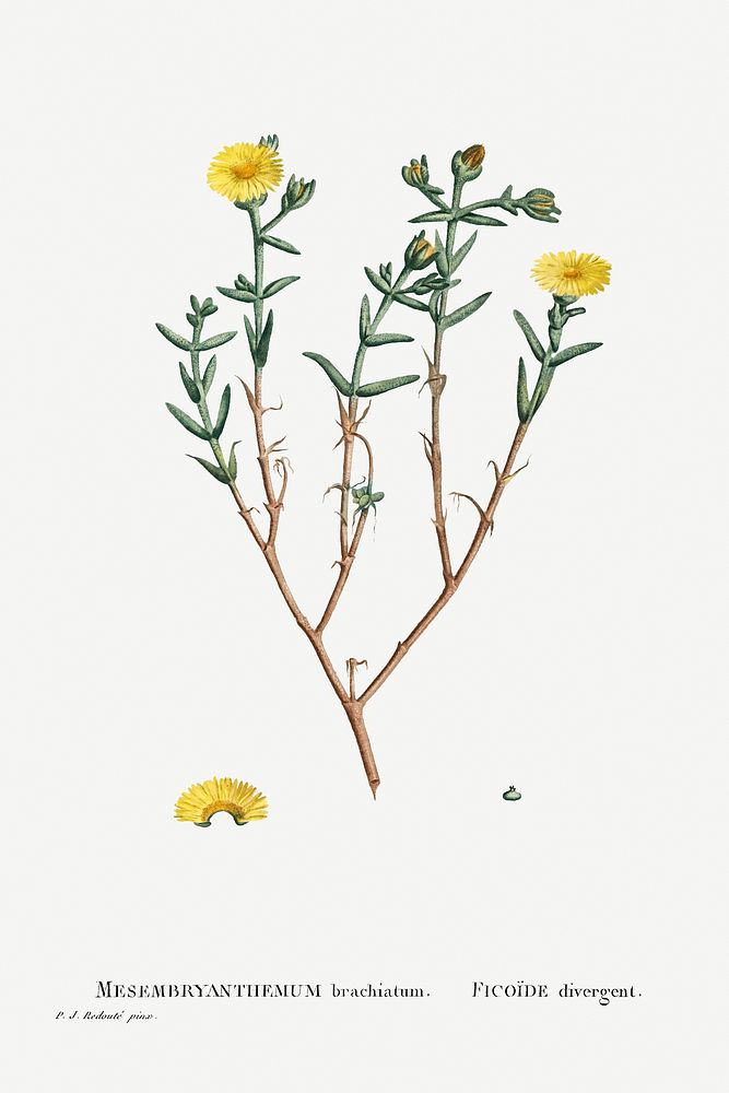 Mesembryanthemum Brachiatum (Three&ndash;Forked Fig Marigold) from Histoire des Plantes Grasses (1799) by Pierre-Joseph…