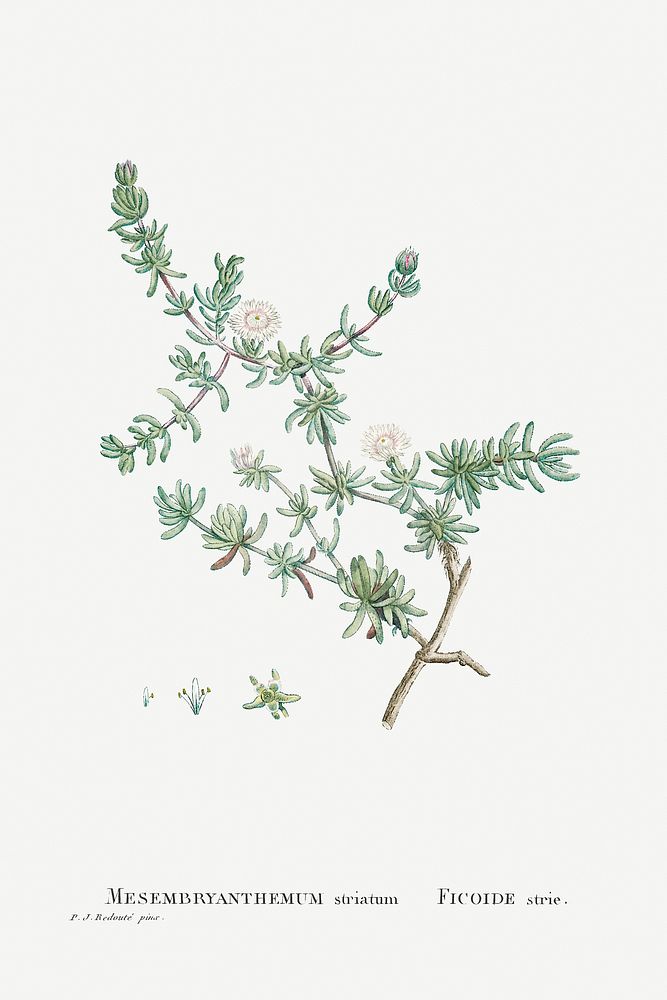 Mesembryanthemum Striatum from Histoire des Plantes Grasses (1799) by Pierre-Joseph Redout&eacute;. Original from…