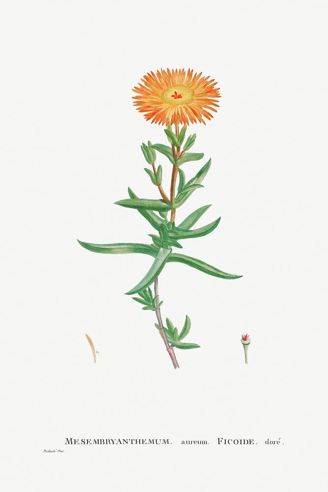 Mesembryanthemum Aureum (Golden Fig&ndash;Marigold) from Histoire des Plantes Grasses (1799) by Pierre-Joseph…