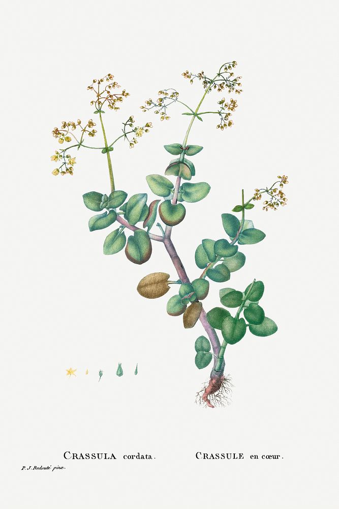 Crassula Cordata (Heart&ndash;Leaved Crassula) from Histoire des Plantes Grasses (1799) by Pierre-Joseph Redout&eacute;.…