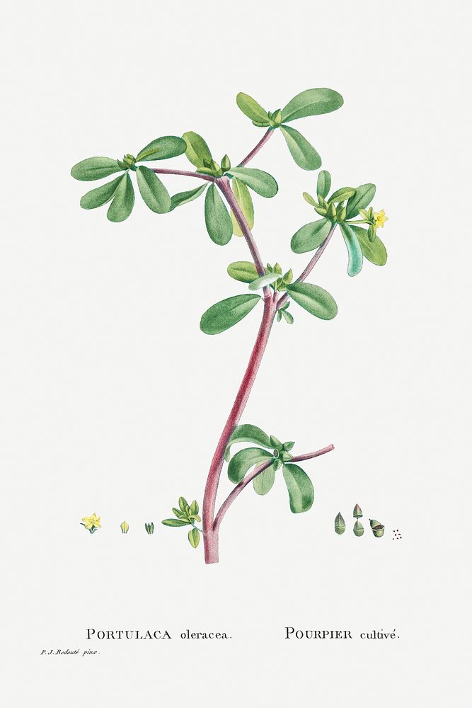 Portulaca Oleracea (Common Purslane) from Histoire des Plantes Grasses (1799) by Pierre-Joseph Redout&eacute;. Original from…