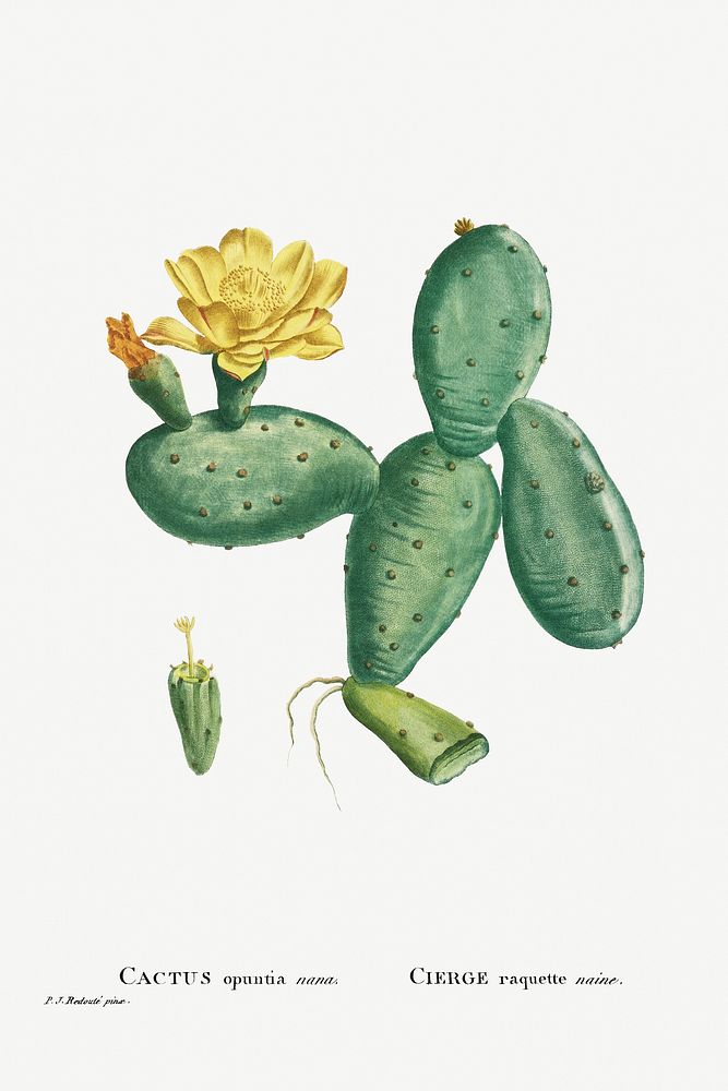 Cactus Opuntia Nana from Histoire des Plantes Grasses (1799) by Pierre-Joseph Redout&eacute;. Original from Biodiversity…