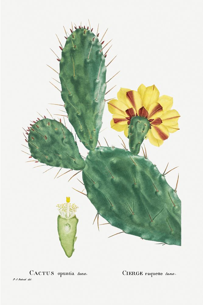 Hand drawn Cactus Opuntia Tuna (Prickly Pear) illustration