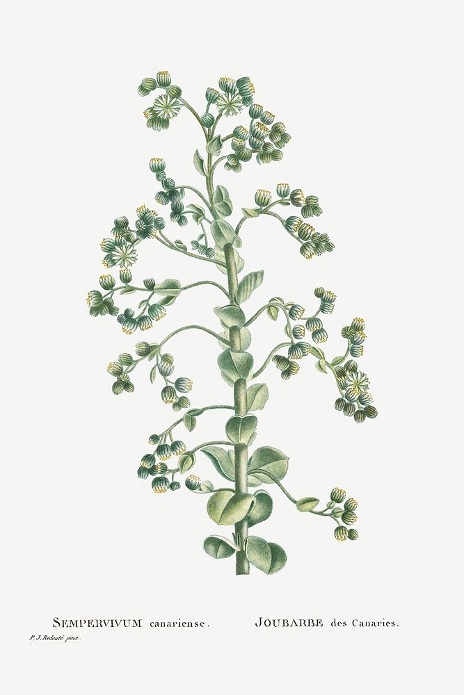 Sempervivum Canariense (Canary Houseleek) from Histoire des Plantes Grasses (1799) by Pierre-Joseph Redout&eacute;. Original…