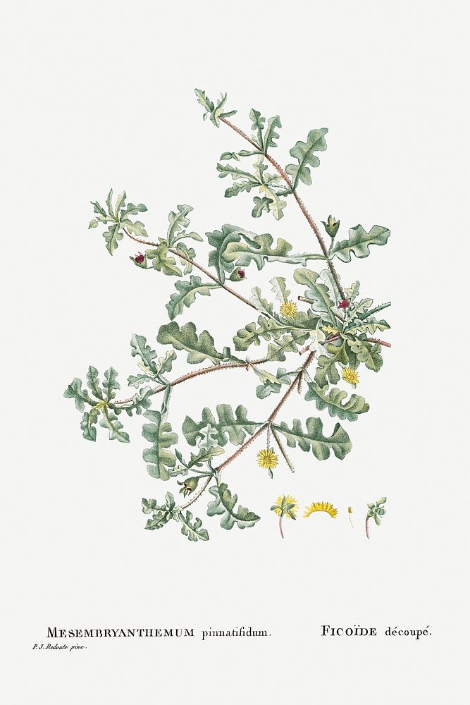 Mesembryanthemum Pinnatifidum (Jagged&ndash;Leaved Mesembryanthemum) from Histoire des Plantes Grasses (1799) by Pierre…