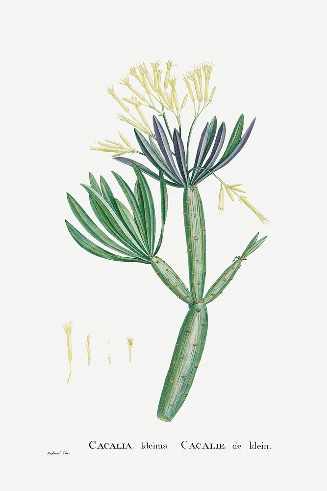 Hand drawn Cacalia Kleinia (Canary Islands Candle Plant) illustration