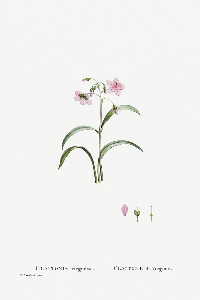 Hand drawn Claytonia Virginica (Virginia Spring Beauty) illustration