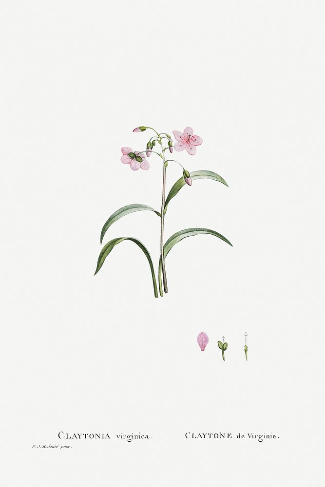 Claytonia Virginica (Virginia Spring Beauty) from Histoire des Plantes Grasses (1799) by Pierre-Joseph Redout&eacute;.…