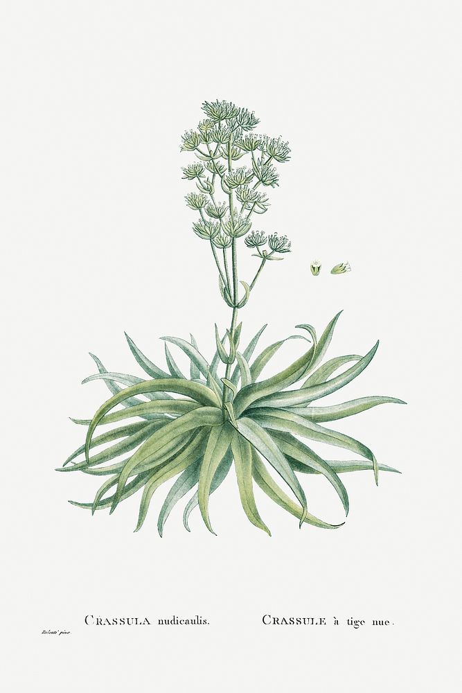 Crassula Nudicaulis (Naked&ndash;Stalked Crassula) from Histoire des Plantes Grasses (1799) by Pierre-Joseph Redout&eacute;.…