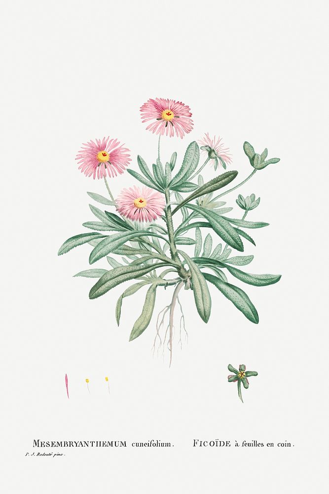 Mesembryanthemum Cuneifolium (Livingstone Daisy) from Histoire des Plantes Grasses (1799) by Pierre-Joseph Redout&eacute;.…