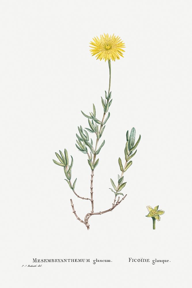 Mesembryanthemum Glaucum (Noon Flowers) from Histoire des Plantes Grasses (1799) by Pierre-Joseph Redout&eacute;. Original…
