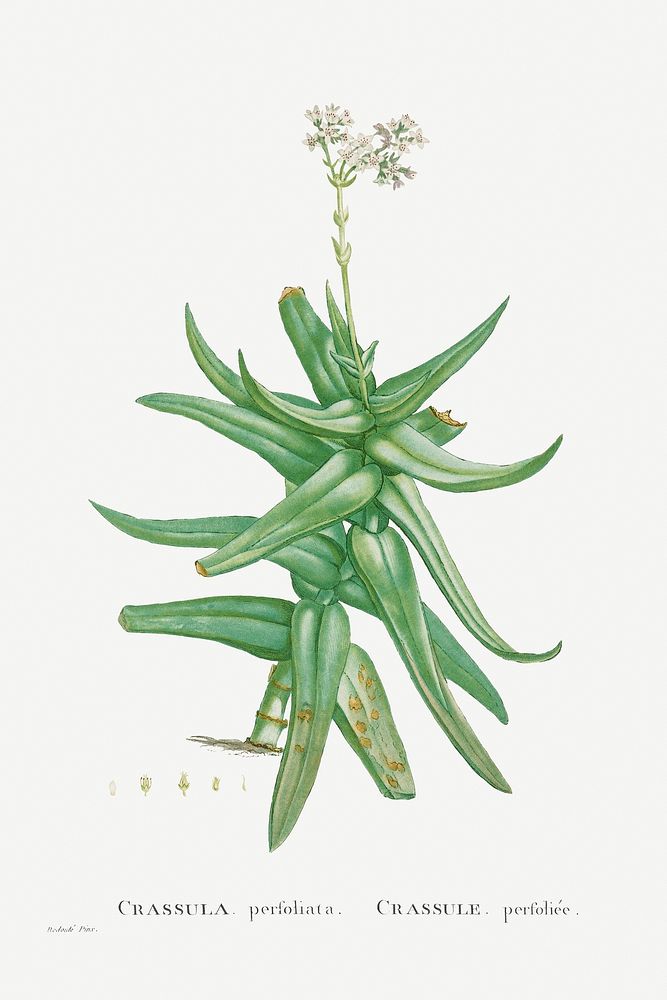 Crassula Perfoliata (Sickle&ndash;Leaf Red Crassula) from Histoire des Plantes Grasses (1799) by Pierre-Joseph…