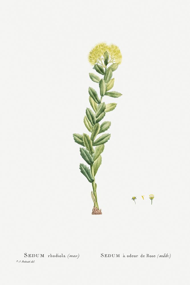 Sedum Rhodiola (Golden Root) from Histoire des Plantes Grasses (1799) by Pierre-Joseph Redout&eacute;. Original from…