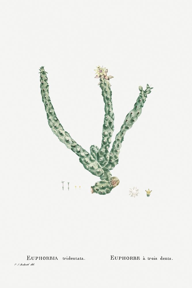 Hand drawn Euphorbia Tridentata (Spurge) illustration