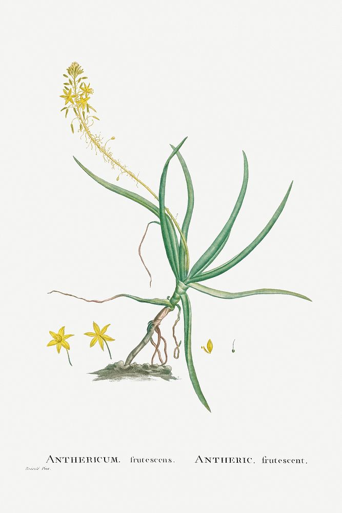 Anthericum Frutescens (Bulbine Frutescens) from Histoire des Plantes Grasses (1799) by Pierre-Joseph Redout&eacute;.…