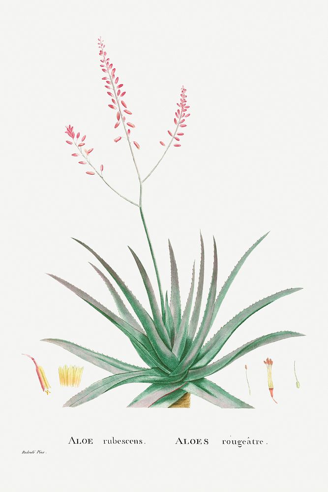 Aloe Rubescens (Aloe Vera) from Histoire des Plantes Grasses (1799) by Pierre-Joseph Redout&eacute;. Original from…