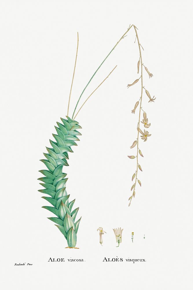 Aloe Viscosa from Histoire des Plantes Grasses (1799) by Pierre-Joseph Redout&eacute;. Original from Biodiversity Heritage…