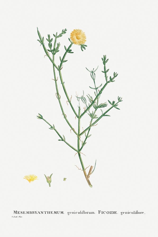 Hand drawn Mesembryanthemum Geniculiflorum (Ficoide geniculiflore)  illustration