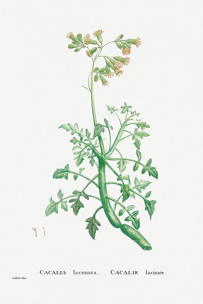 Cacalia Laciniata (Sue Runcinata) from Histoire des Plantes Grasses (1799) by Pierre-Joseph Redout&eacute;. Original from…