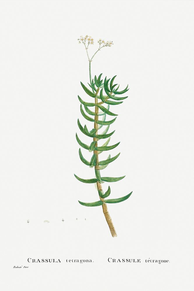 Crassula Tetragona (Miniature Pine Tree) from Histoire des Plantes Grasses (1799) by Pierre-Joseph Redout&eacute;. Original…