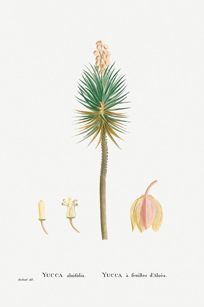 Yucca aloifolia (Aloe Yucca) from Histoire des Plantes Grasses (1799) by Pierre-Joseph Redout&eacute;. Original from…