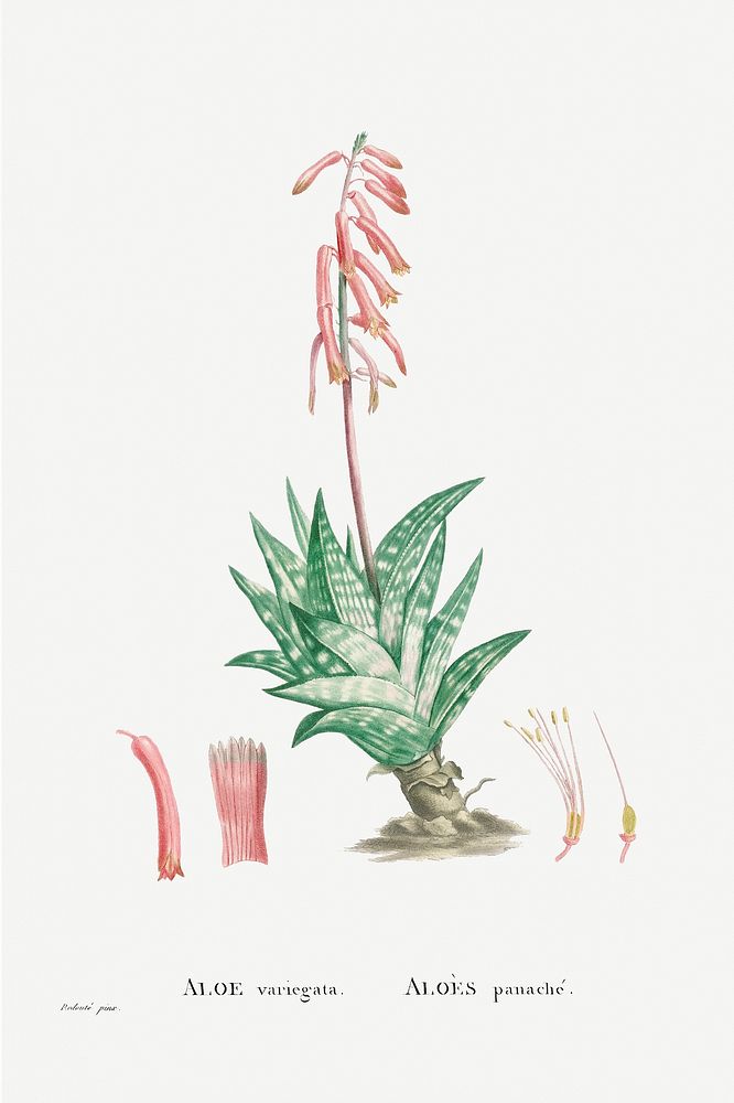 Hand drawn Aloe Variegata (Tiger Aloe) illustration