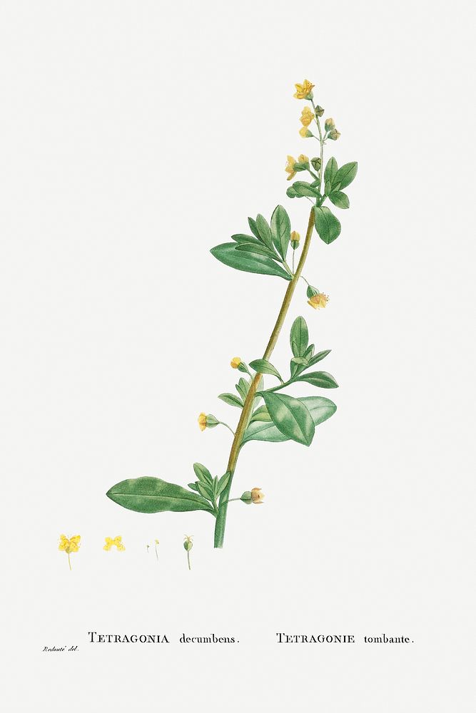 Tetragonia Decumbens (Dune Spinach) from Histoire des Plantes Grasses (1799) by Pierre-Joseph Redout&eacute;. Original from…