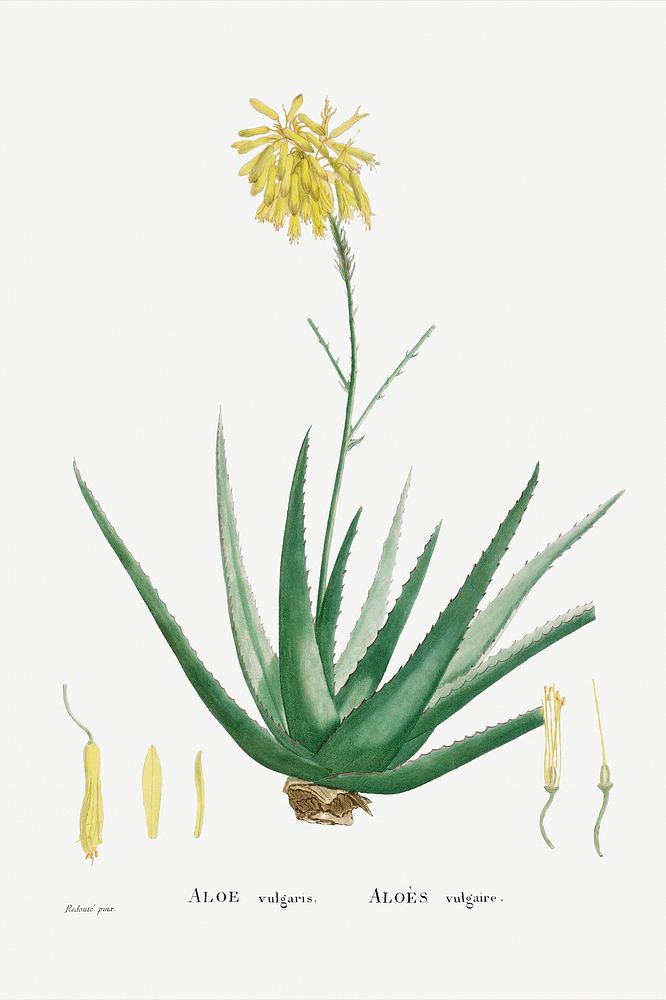 Aloe Vulgaris (Aloe Vera) from Histoire des Plantes Grasses (1799) by Pierre-Joseph Redout&eacute;. Original from…