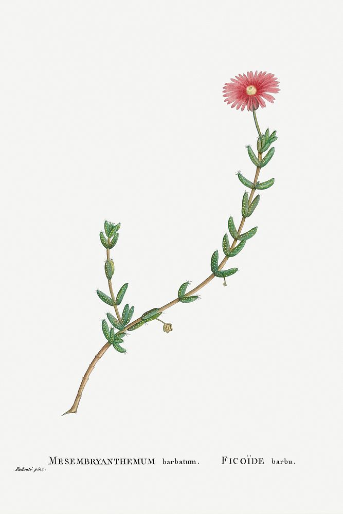 Mesembryanthemum Barbatum (Bearded Fig&ndash;Marigold) from Histoire des Plantes Grasses (1799) by Pierre-Joseph…