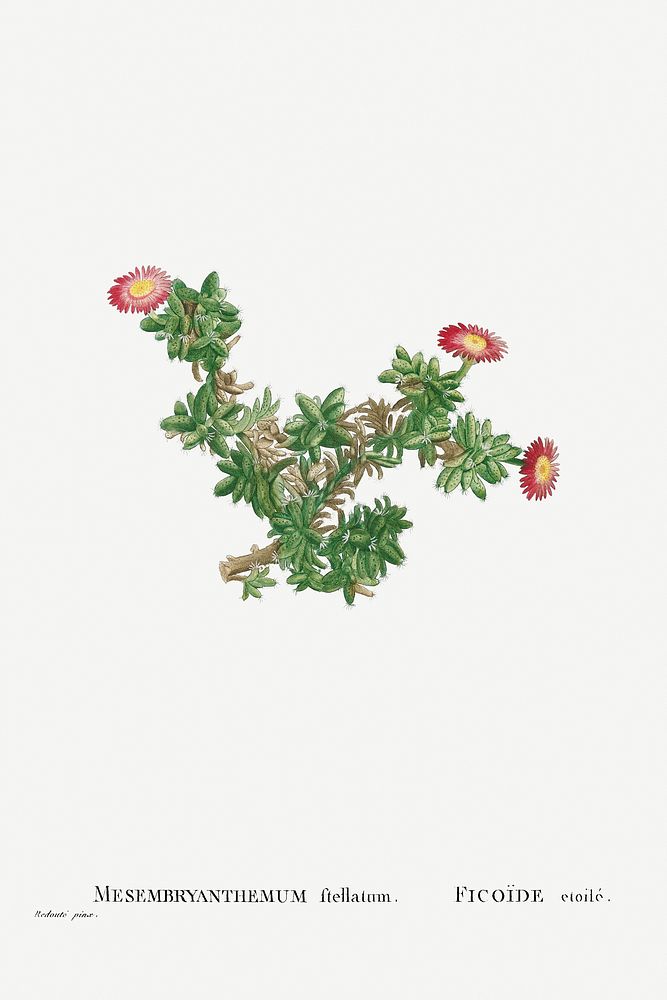 Mesembryanthemum Ftellatum (Ficoide) from Histoire des Plantes Grasses (1799) by Pierre-Joseph Redout&eacute;. Original from…