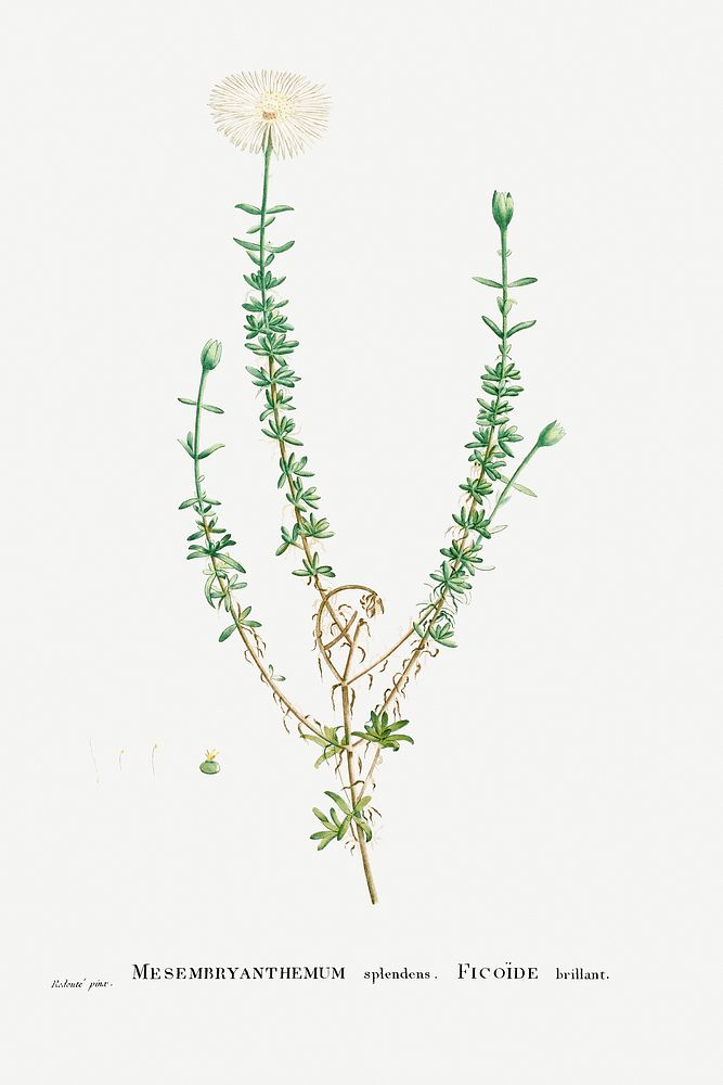 Mesembryanthemum Splendens (Donkey Mesemb) from Histoire des Plantes Grasses (1799) by Pierre-Joseph Redout&eacute;.…