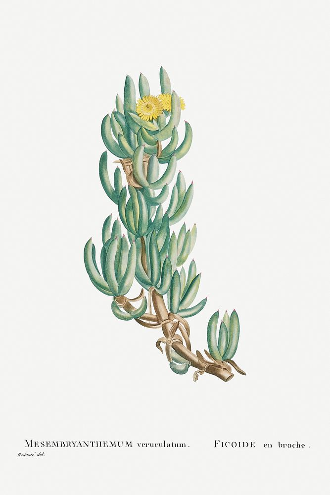Mesembryanthemum Veruculatum from Histoire des Plantes Grasses (1799) by Pierre-Joseph Redout&eacute;. Original from…