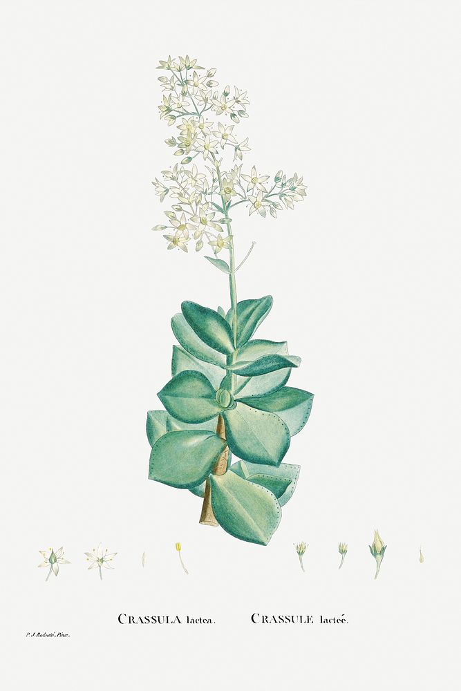 Crassula Lactea (Taylor's Parches) from Histoire des Plantes Grasses (1799) by Pierre-Joseph Redout&eacute;. Original from…