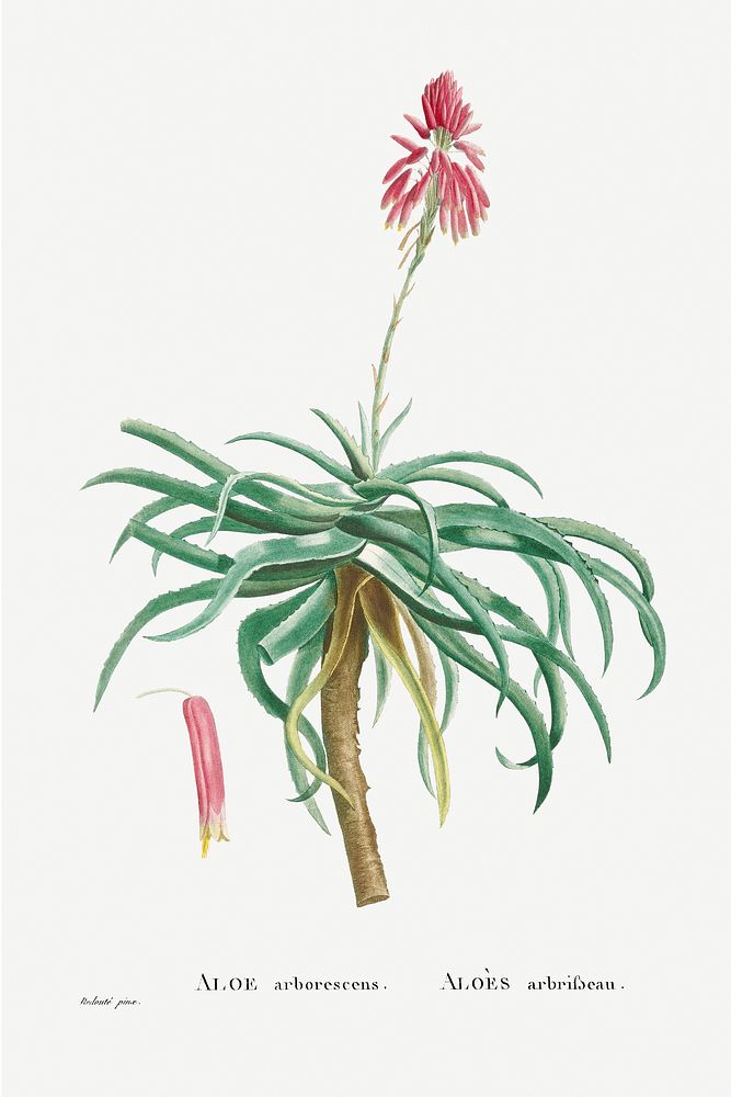 Aloe Arborescens (Candelabra Aloe) from Histoire des Plantes Grasses (1799) by Pierre-Joseph Redout&eacute;. Original from…