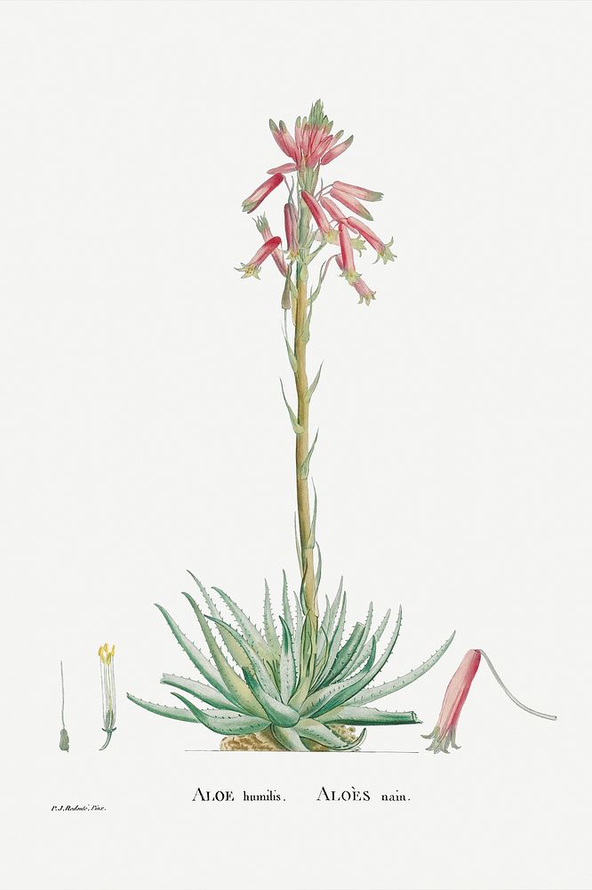 Aloe Humilis (Hedgehog Aloe) from Histoire des Plantes Grasses (1799) by Pierre-Joseph Redout&eacute;. Original from…