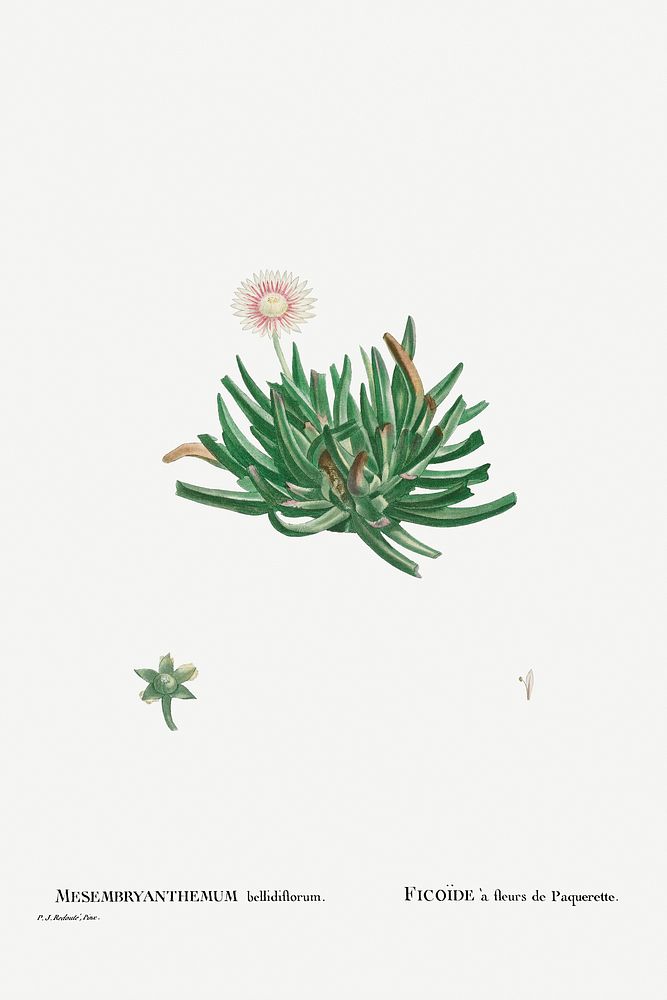 Mesembryanthemum Bellidiflorum (Acrodon Bellidiflorus) from Histoire des Plantes Grasses (1799) by Pierre-Joseph…