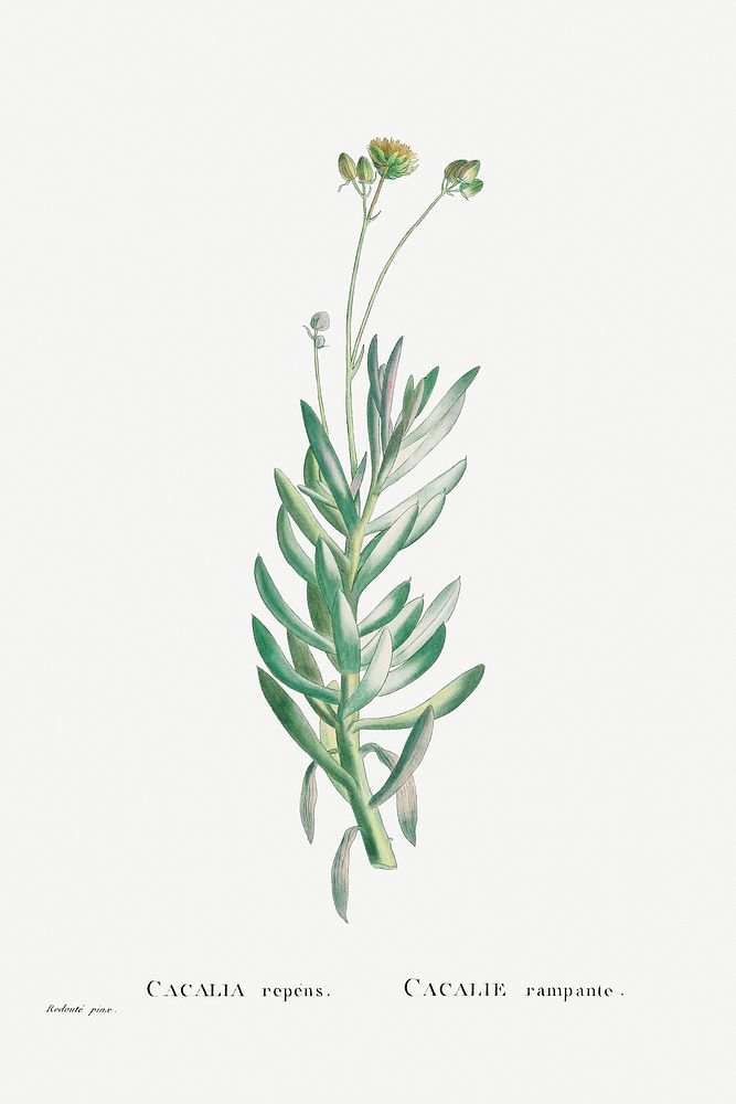 Cacalia Repens (Blue Chalksticks) from Histoire des Plantes Grasses (1799) by Pierre-Joseph Redout&eacute;. Original from…