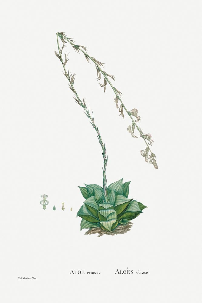 Aloe Retusa (Star Cactus) from Histoire des Plantes Grasses (1799) by Pierre-Joseph Redout&eacute;. Original from…