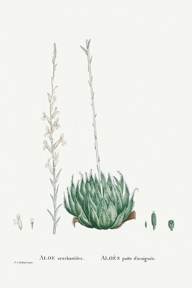Aloe Arachnoides (Cobweb Aloe) from Histoire des Plantes Grasses (1799) by Pierre-Joseph Redout&eacute;. Original from…