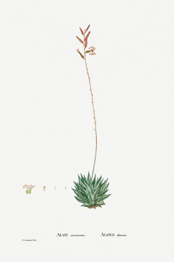 Aloe Atrovirens (Dwarf Aloe) from Histoire des Plantes Grasses (1799) by Pierre-Joseph Redout&eacute;. Original from…