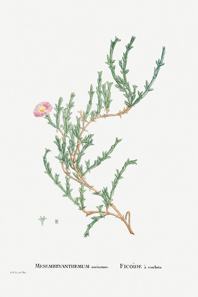 Hand drawn Mesembryanthemum Uncinatum (Ruschia Uncinata) illustration